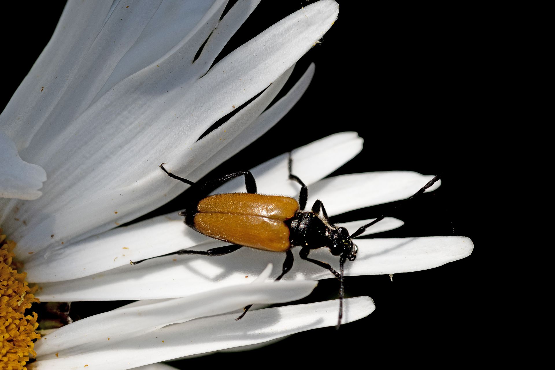 Je t'aime, un peu, beaucoup,